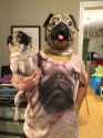 doge.jpg