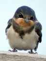 Funny-Face-Of-A-Bird.jpg