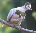 funny_pigeon_picture_18.jpg