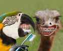 Birds-Brushing-Their-Teeth--121823.jpg