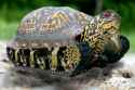 Turtle Tank.png