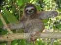 sloth-in-tree-showing-claws.jpg