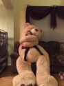 pedo bear.jpg