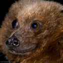 Rodrigues-Flying-Fox.jpg