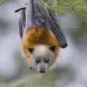 Grey-Headed-Flying-Fox.jpg
