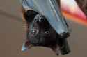 flying fox 8_0.jpg