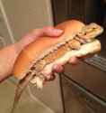 Lizard Dog.jpg