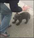 Man Mauled by bear.gif