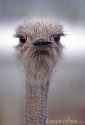 ostrich-attitude-4108121.jpg