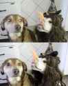 halloween-dogs.jpg