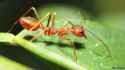 my ant.jpg