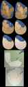 down the toilet.jpg