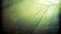 scenery-trees-miscellaneous-scenic-wallpaper-s2memberpaid-gallery-207218.jpg