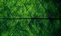 leaves_texture1219.jpg