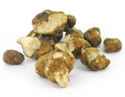 magic truffles psilocybe tampanensis.jpg