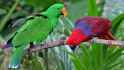 eclectus.jpg