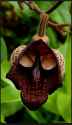 Darth Vader flower salvador platensis.png