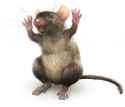 El Ratto.jpg