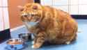 cat-fat-obesity-et.png