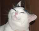 closeupzoomedcat.png