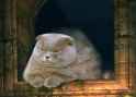 catmaster.png