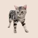 cat01.png