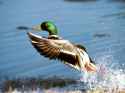 2Mallard-Takes-Off.jpg