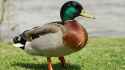 mallard-male-standing.jpg.adapt.945.1.jpg