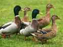 03-pet-duck.jpg