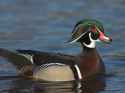 1WoodDuckMale.jpg