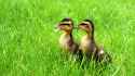 mallard-duck-babies.jpg