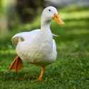 de7c5-types-of-ducks.jpg