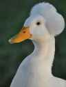 ducks_1b.jpg