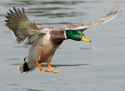 Duck-landing-3.jpg