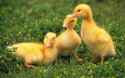 Baby-ducks.jpg