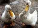 Original_Photog-Lisa-Steele-ducks-in-mud_4x3.jpg.rend.hgtvcom.1280.960.jpg