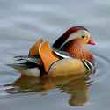 mandarin-duck-swimming-1.jpg