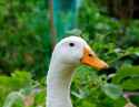Duck_head.jpg