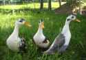 city-ducks1_800.jpg