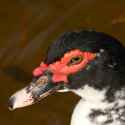 muscovy-duck-swimming-2.jpg