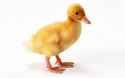 duckling-004.jpg