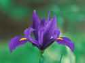 Domestic Iris.jpg