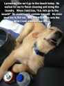 Dog in heaven.jpg