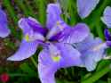 DOT_Flowers_D_13.jpg