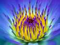 Electric_Water_Lily.jpg