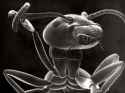 JLM-NatGeo-tree!ant!magnified!80!times.jpg