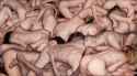 Dan-Witz_A-Small-Orgy.jpg