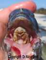cymothoa_exigua.jpg