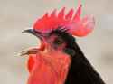 crowing_rooster-300x225.jpg