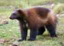wolverine-walking.jpg